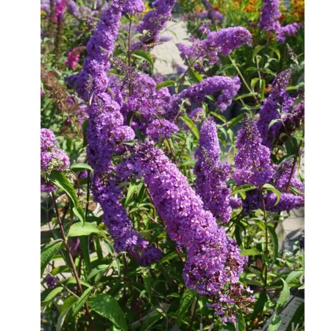 Budleja Dawida - Buddleja davidii 'Ile de France' ROŚLINY