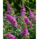 Budleja Dawida - Buddleja davidii 'Pink Delight' ROŚLINY