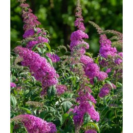 Budleja Dawida - Buddleja davidii 'Pink Delight' ROŚLINY