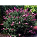 Budleja Dawida - Buddleja davidii 'Pink Delight' ROŚLINY