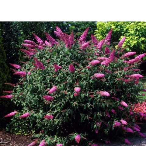 Budleja Dawida - Buddleja davidii 'Pink Delight' ROŚLINY