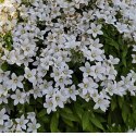 Dzwonek kremowy - Campanula lactiflora 'Pouffe' ROŚLINY