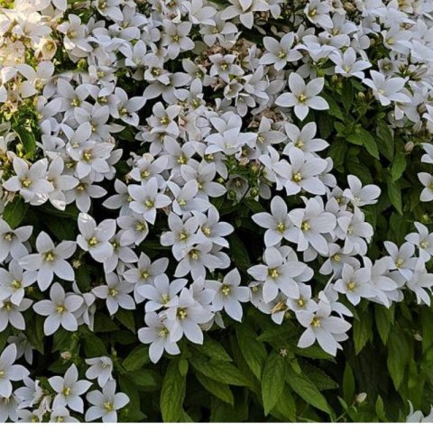 Dzwonek kremowy - Campanula lactiflora 'Pouffe' ROŚLINY