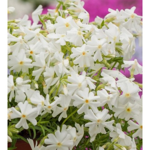 Floks szydlasty - Phlox subulata 'Spring White' ROŚLINY