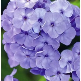 Floks wiechowaty - Phlox paniculata 'Blue Boy' ROŚLINY