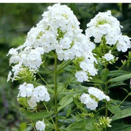 Floks wiechowaty - Phlox paniculata 'David' ROŚLINY