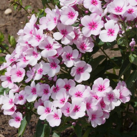 Floks wiechowaty - Phlox paniculata 'Early Pink' ROŚLINY