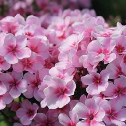 Floks wiechowaty - Phlox paniculata 'Early Pink' ROŚLINY