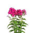 Floks wiechowaty - Phlox paniculata 'Flame Watermelon' ROŚLINY
