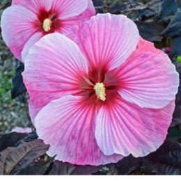 Hibiskus bylinowy 'Starry Night' ROŚLINY