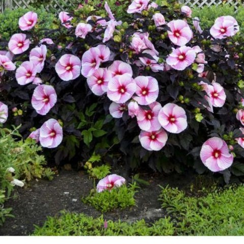 Hibiskus bylinowy 'Starry Night' ROŚLINY