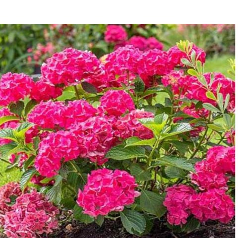 Hortensja Ogrodowa - Hydrangea Macrophylla 'Leuchtfeuer' ROŚLINY