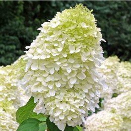 Hortensja bukietowa - Hydrangea paniculata 'Hercules'(R) ROŚLINY