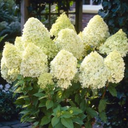 Hortensja bukietowa - Hydrangea paniculata 'Limelight'(R) ROŚLINY