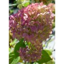 Hortensja bukietowa - Hydrangea paniculata 'Limelight'(R) ROŚLINY
