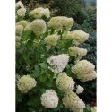 Hortensja bukietowa - Hydrangea paniculata 'Limelight'(R) ROŚLINY