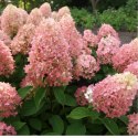 Hortensja bukietowa - Hydrangea paniculata 'Magical Candle'(R) ROŚLINY