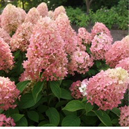 Hortensja bukietowa - Hydrangea paniculata 'Magical Candle'(R) ROŚLINY