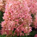 Hortensja bukietowa - Hydrangea paniculata 'Magical Candle'(R) ROŚLINY