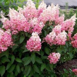 Hortensja bukietowa - Hydrangea paniculata 'Pinky Winky'(R) ROŚLINY