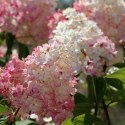 Hortensja bukietowa - Hydrangea paniculata 'Pinky Winky'(R) ROŚLINY