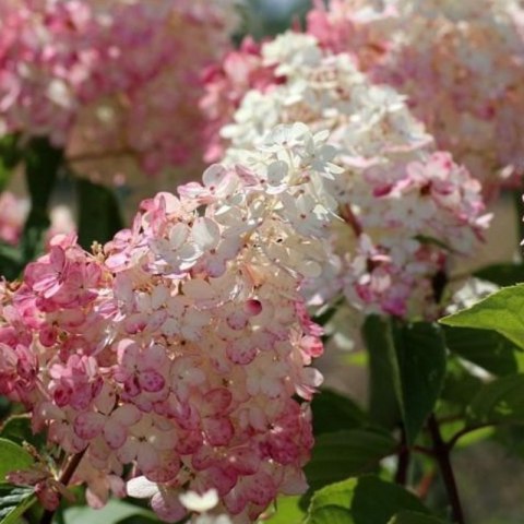 Hortensja bukietowa - Hydrangea paniculata 'Pinky Winky'(R) ROŚLINY