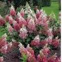 Hortensja bukietowa - Hydrangea paniculata 'Pinky Winky'(R) ROŚLINY