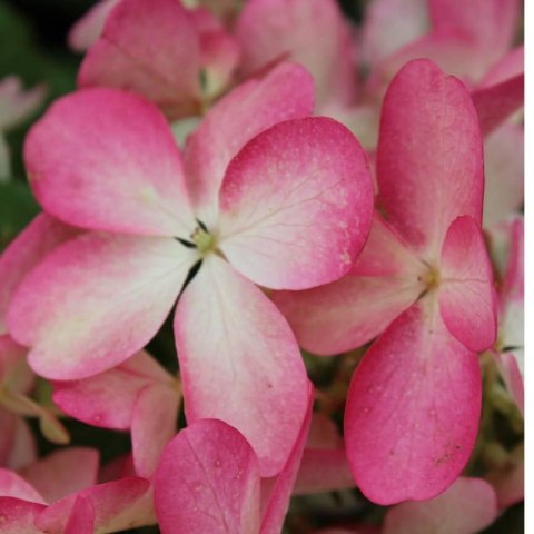 Hortensja bukietowa - Hydrangea paniculata 'Pinky Winky'(R) ROŚLINY