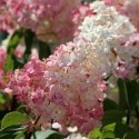 Hortensja bukietowa - Hydrangea paniculata 'Pinky Winky'(R) ROŚLINY