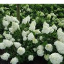 Hortensja bukietowa - Hydrangea paniculata 'Polar Bear'(R) ROŚLINY