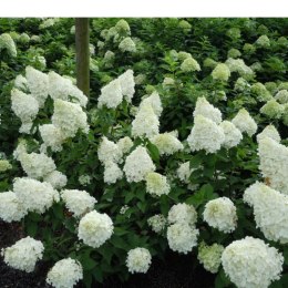 Hortensja bukietowa - Hydrangea paniculata 'Polar Bear'(R) ROŚLINY