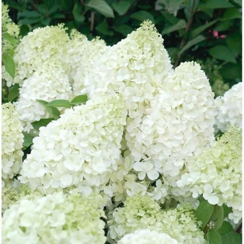 Hortensja bukietowa - Hydrangea paniculata 'Polar Bear'(R) ROŚLINY