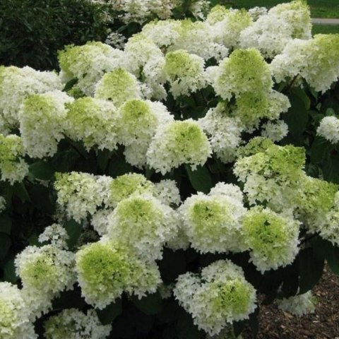 Hortensja bukietowa - Hydrangea paniculata 'Polar Bear'(R) ROŚLINY