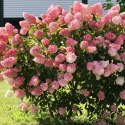 Hydrangea paniculata 'Vanille Fraise' ROŚLINY