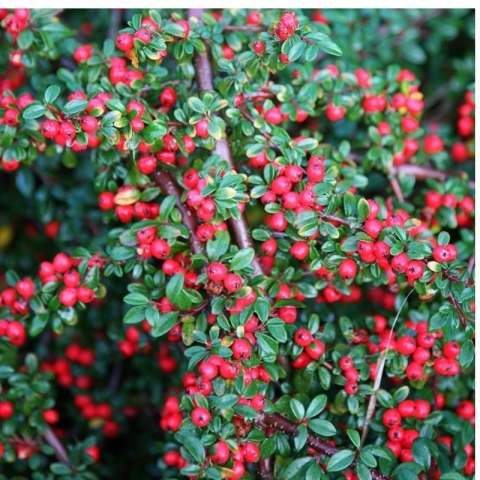 Irga Pozioma - Cotoneaster Horizontalis ROŚLINY