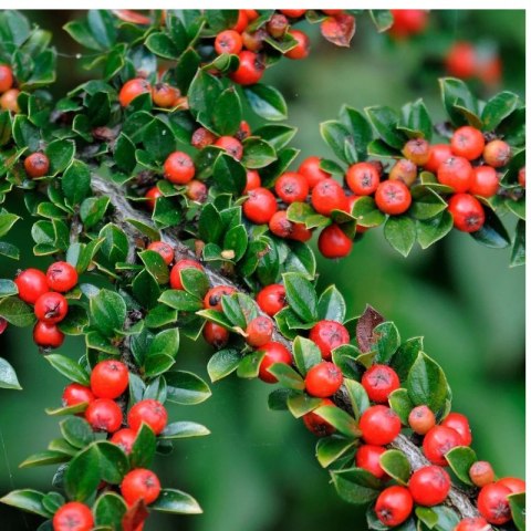 Irga Pozioma - Cotoneaster Horizontalis ROŚLINY