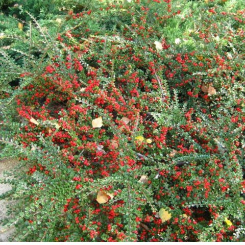 Irga Pozioma - Cotoneaster Horizontalis ROŚLINY