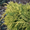 Jałowiec pośredni - Juniperus media 'King of Spring' ROŚLINY