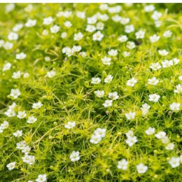 Karmnik Ościsty - Sagina Subulata 'Aurea' ROŚLINY