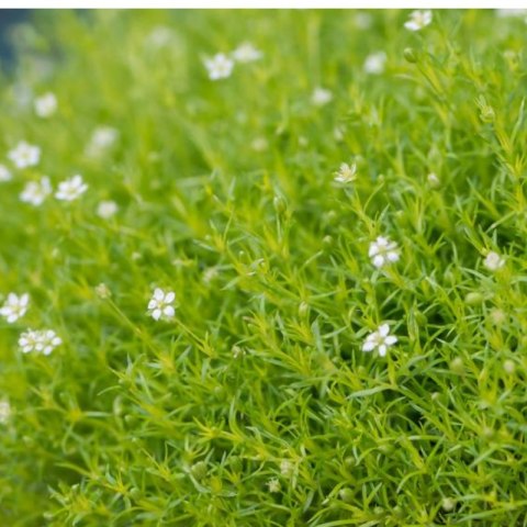 Karmnik Ościsty - Sagina Subulata 'Aurea' ROŚLINY