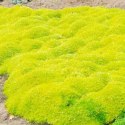 Karmnik Ościsty - Sagina Subulata 'Aurea' ROŚLINY