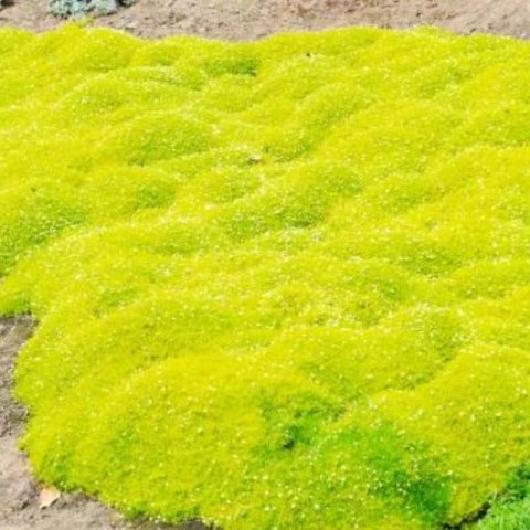 Karmnik Ościsty - Sagina Subulata 'Aurea' ROŚLINY
