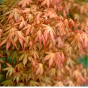 Klon palmowy - Acer palmatum 'Katsura' ROŚLINY