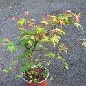Klon palmowy - Acer palmatum 'Katsura' ROŚLINY
