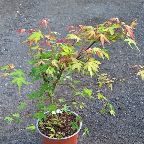 Klon palmowy - Acer palmatum 'Katsura' ROŚLINY