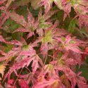 Klon palmowy - Acer palmatum 'Phoenix' ROŚLINY