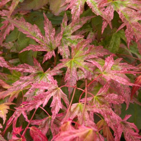 Klon palmowy - Acer palmatum 'Phoenix' ROŚLINY