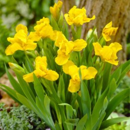 Kosaciec karłowy- Iris pumila 'Brassie' ROŚLINY
