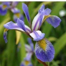 Kosaciec różnobarwny - Iris versicolor 'Gerald Darby' ROŚLINY
