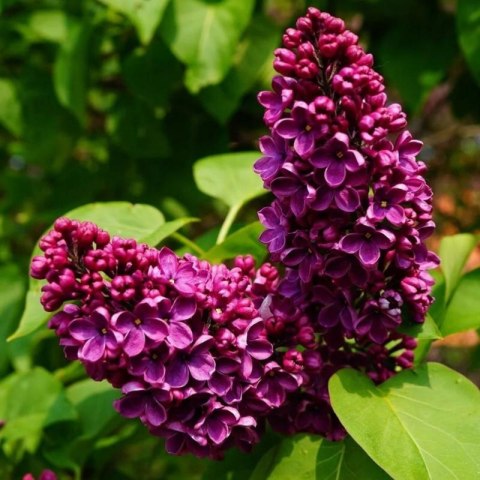 Lilak pospolity - Syringa vulgaris 'And an Ludwig Spath' ROŚLINY